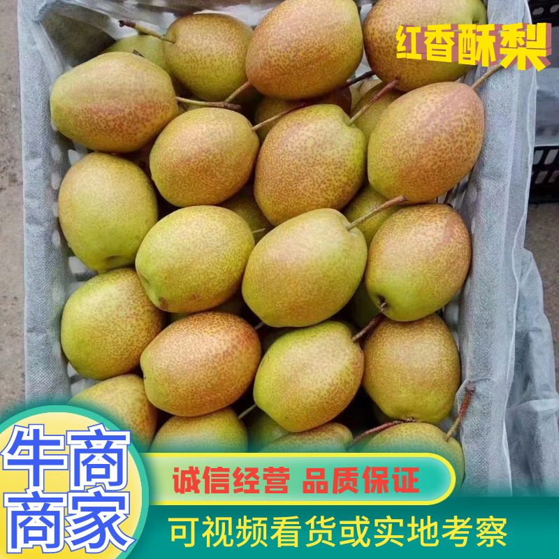 精品梨红香酥梨一手货源视频看货品质保证以质论价