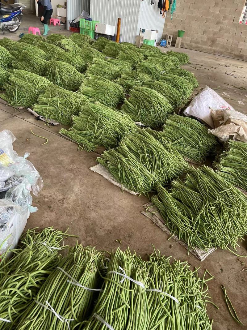 云南精品青条豆角。豇豆大量上市产地发货欢迎来电