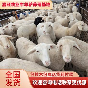 澳寒杂交羊，大体型，高产多胎，抗病抗寒，耐粗饲全国包邮