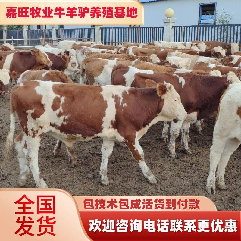 西门塔尔牛肉牛犊牛苗牛仔育肥牛犊包技术包成活货到付款