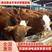 [热]改良黄牛犊黄牛苗二十年老场包成活包技术包运输