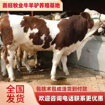 西门塔尔牛牛犊，肉牛犊，育肥牛犊，牛犊包运输包技术包成活