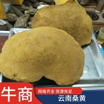 云南野生桑黄1公斤左右