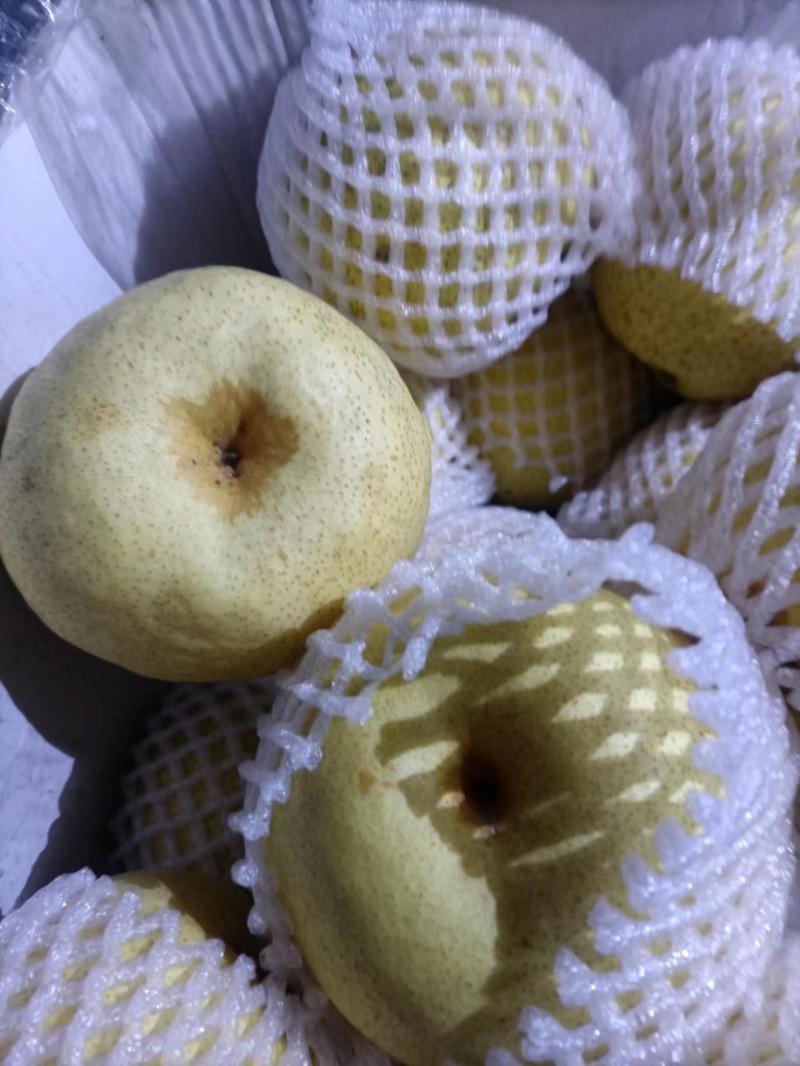 砀山酥梨视频看货随时接单老板好客全国走货