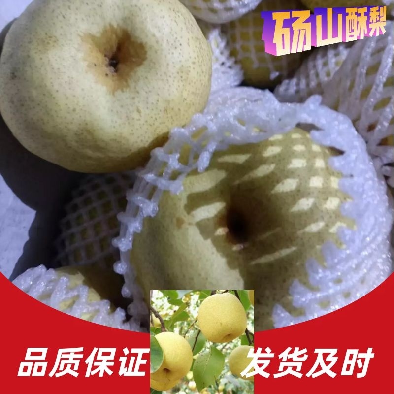 砀山酥梨视频看货随时接单老板好客全国走货