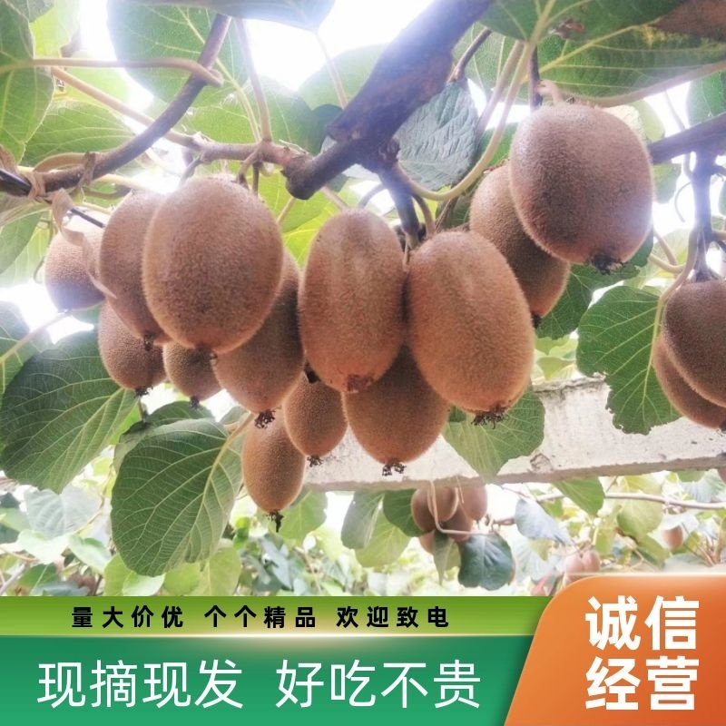 徐香猕猴桃优质果80--180克，鲜甜货源稳定直供：现货
