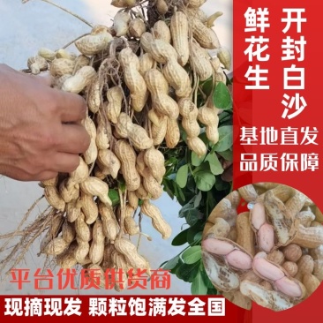 花生鲜花生四粒红大白鲨系列花生精选过筛电商超市量