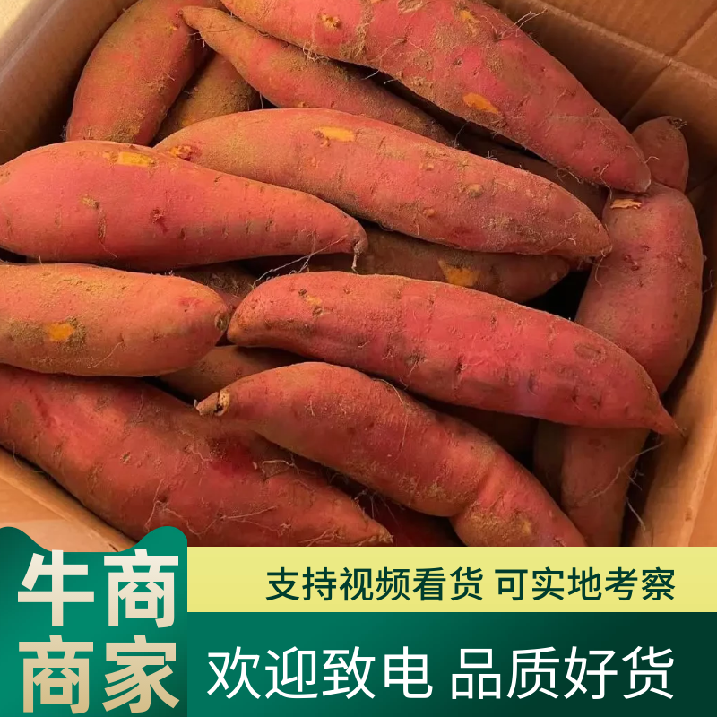 烟薯25蜜薯烤红薯专用河北雄县红薯产地直发