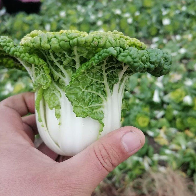 金黄乌塌菜种子矮脚扁平抗病强耐寒春秋种植基地用种