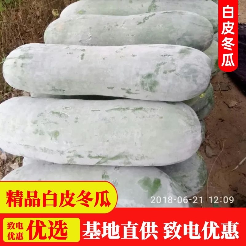 白皮冬瓜白粉冬瓜精品长白条基地直供原产地