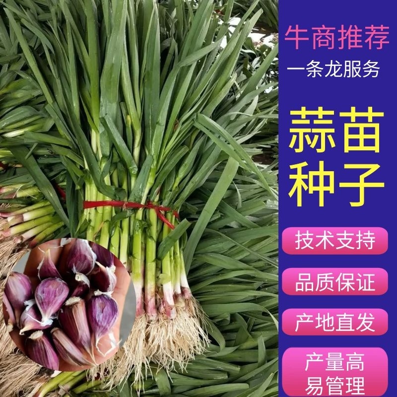 蒜苗种子【抗病】适合全国大部分地区种植，免费提供技术