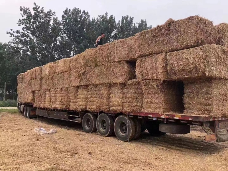 大梱小麦杆品质有保障，诚信经营，量大从优，欢迎选购