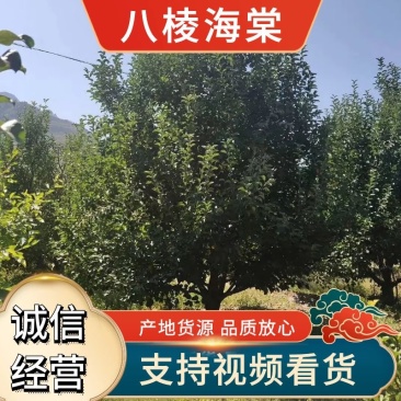 【八棱海棠】1-40公分各种规格齐全苗圃基地一手货源量