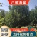 八棱海棠小苗1-3公分张家口八棱海棠苗大量批发