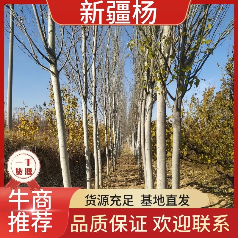新疆杨…4-6公分8-10公分10-15公分