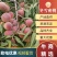 【青州冬桃】冬桃冬雪密桃一手货源代收代发全国