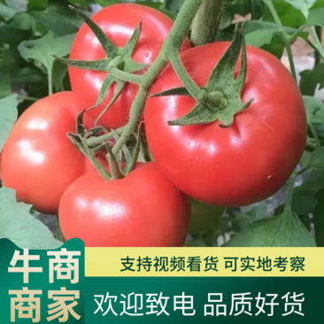 汝南县精品硬粉西红柿货源充足产地直发品质保证耐运输沙瓤