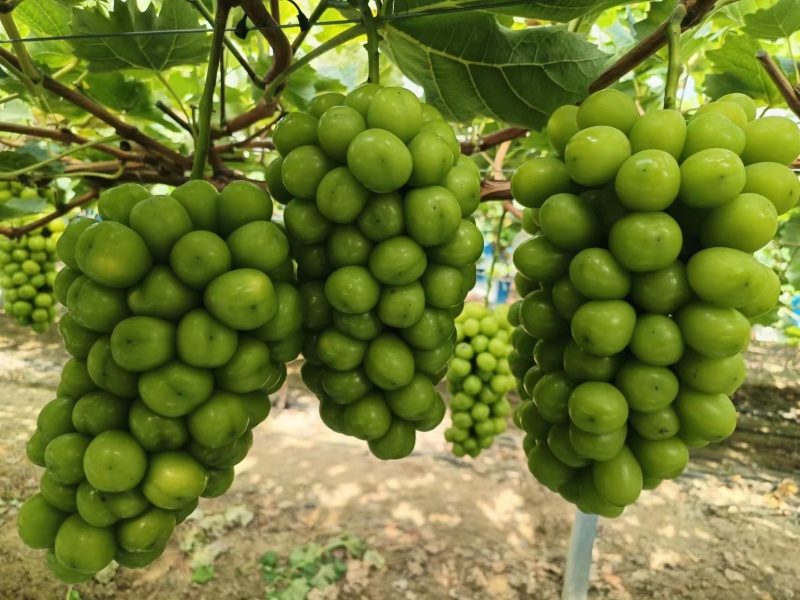 江苏新沂阳光玫瑰葡萄大量上市中，万亩基地，原产地发货！