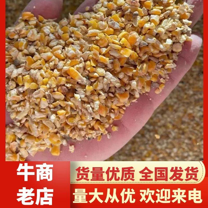 烘干碎玉米净粮价格优惠量大优惠质量保证