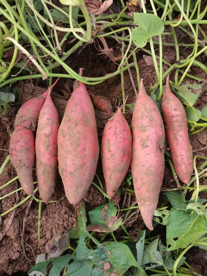 【荐】河北精品西瓜红红薯，大量供应，发往全国各大商超平台