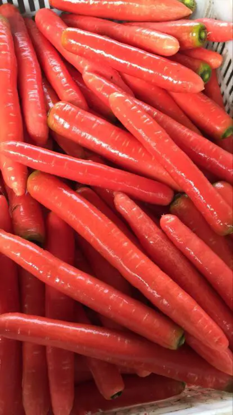 今年新鲜鲜精品胡萝卜四川称杆红胡萝卜一手货源