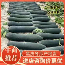 精品冬瓜大量上市中产地货量诚信合作服务保质保量