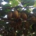 猕猴桃品质有保障，诚信经营，量大从优，欢迎选购