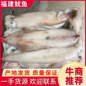 鱿鱼速冻体长16-20厘米手钓东山岛鱿鱼，产地发货