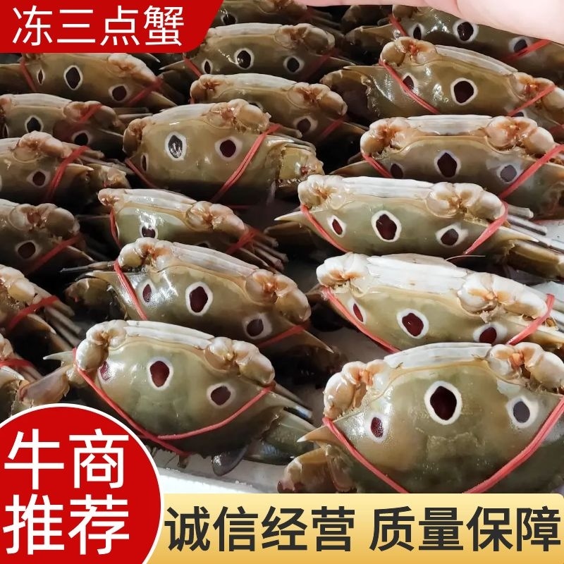80-100克，冻三点蟹蟹肉饱满新鲜美味冻厂直批
