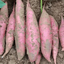 西瓜红蜜薯软糯香甜物美价廉诚信经营等您来电