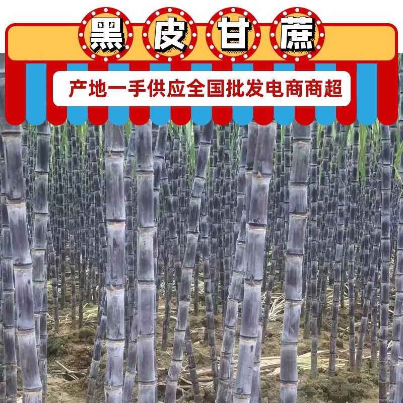 黑皮甘蔗广西果蔗黑亮粗壮节长脆甜代发全国