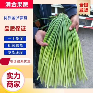 山东金乡红帽蒜薹大量供应常年有货可发全国各地