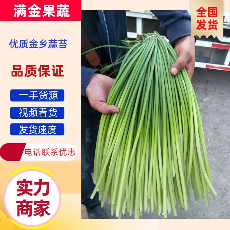 山东金乡红帽蒜薹大量供应常年有货可发全国各地