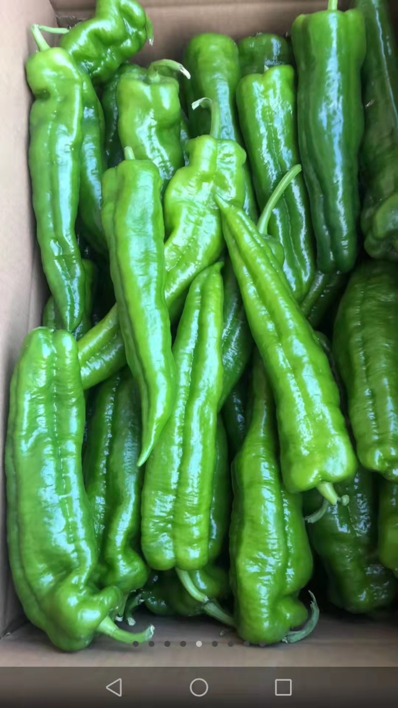 精品鲜辣椒泡椒一手货源视频看货品质保证以质论价