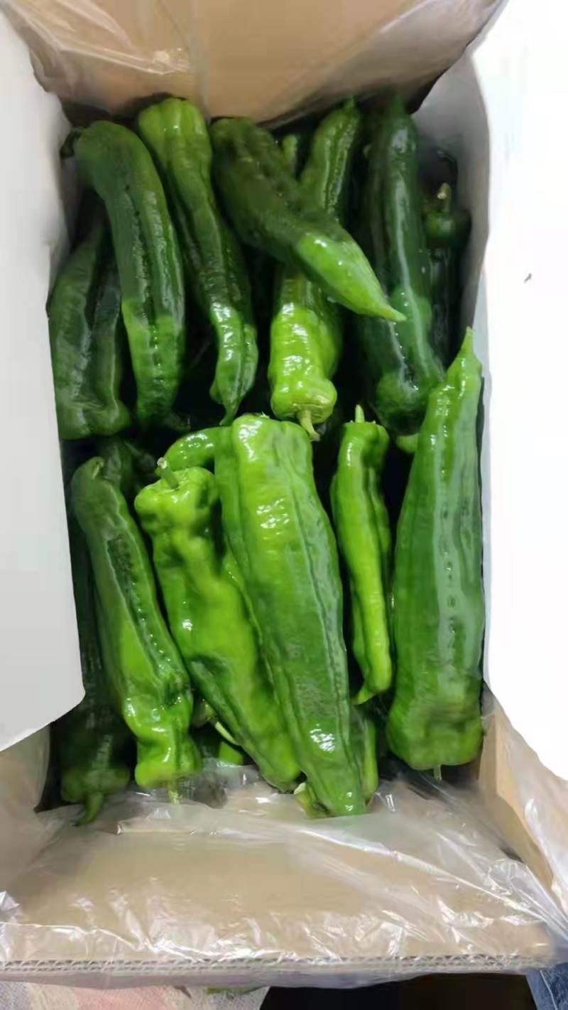 精品鲜辣椒泡椒一手货源视频看货品质保证以质论价