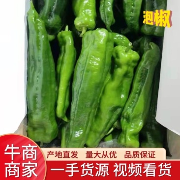 精品鲜辣椒泡椒一手货源视频看货品质保证以质论价