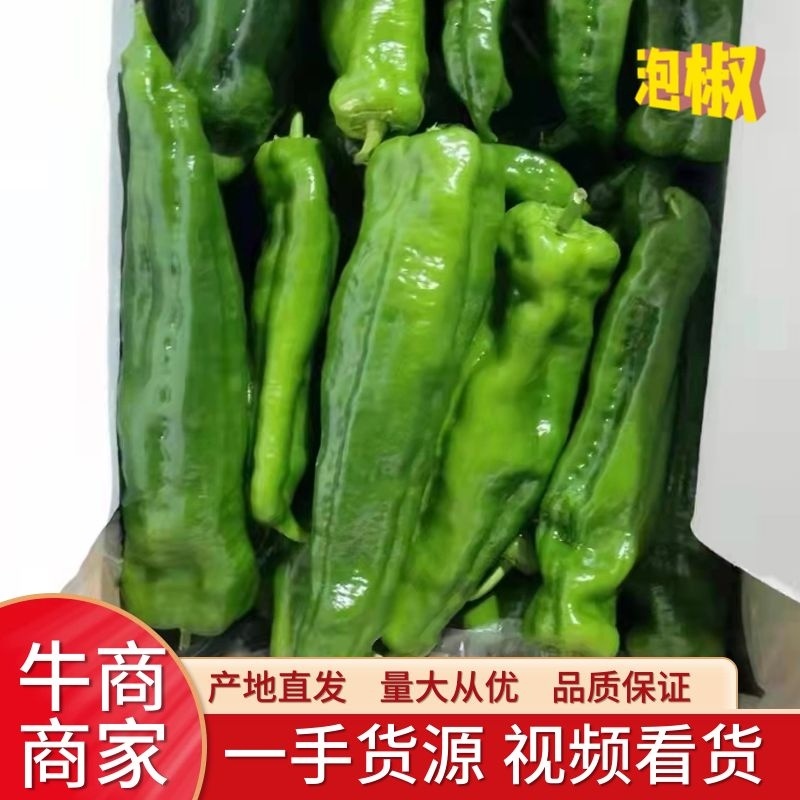 精品鲜辣椒泡椒一手货源视频看货品质保证以质论价