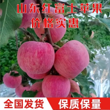 【红富士苹果】皮薄脆甜汁多量大从优果园直发视频看货等您来电