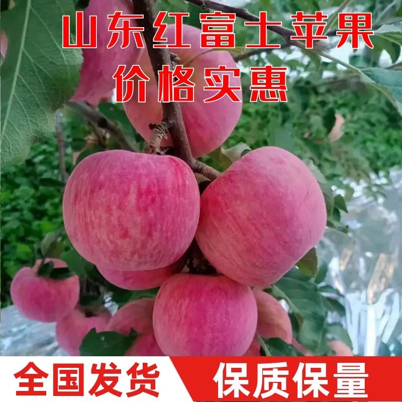 【红富士苹果】皮薄脆甜汁多量大从优果园直发视频看货等您来电