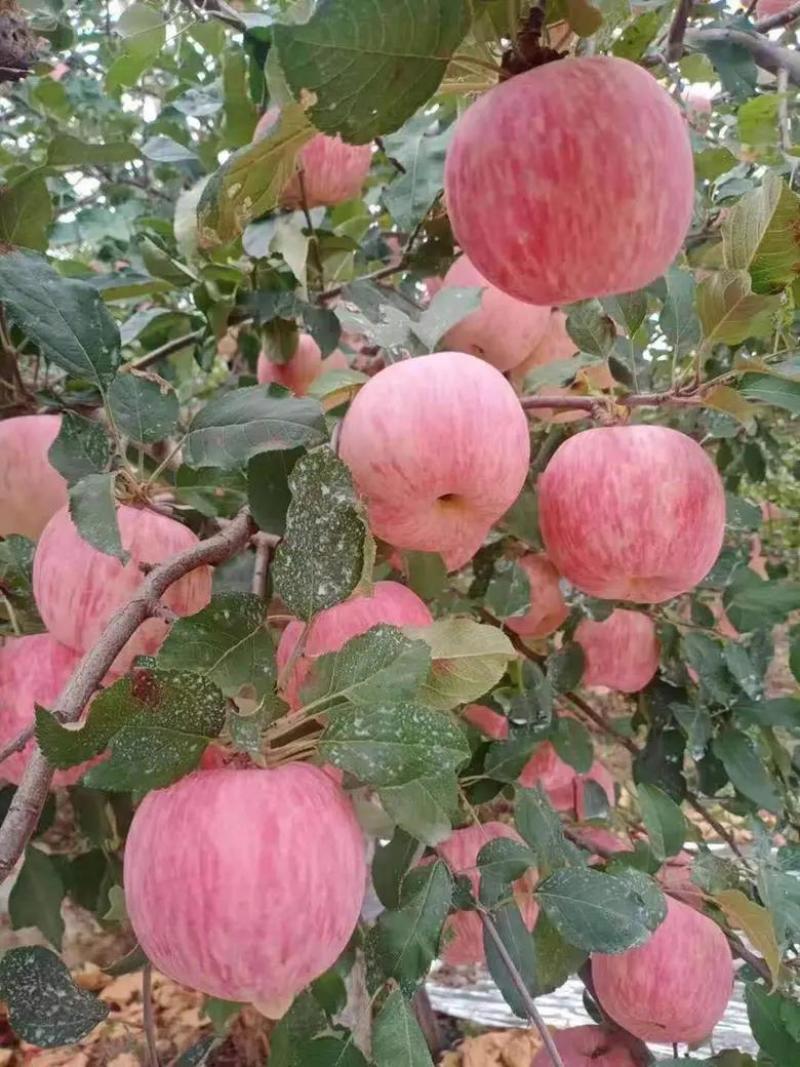 【红富士苹果】皮薄脆甜汁多量大从优果园直发视频看货等您来电