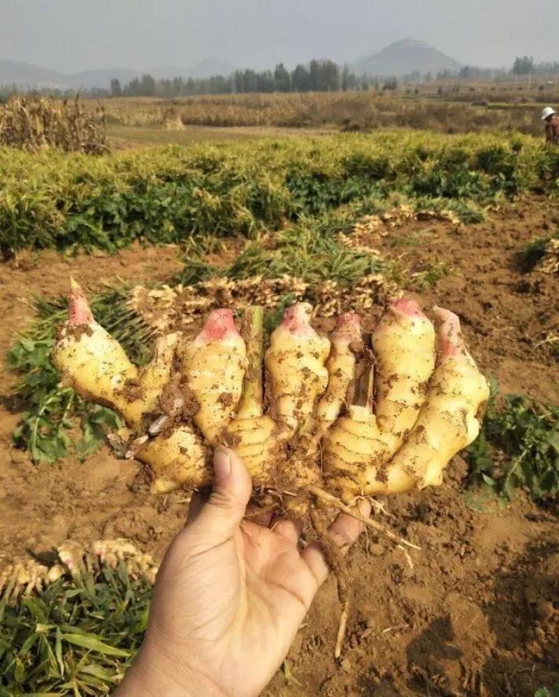 【生姜】大黄姜小黄姜红芽姜质量保障价格低诚信为本欢迎联系