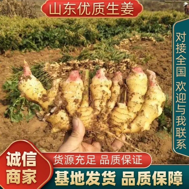 【生姜】大黄姜小黄姜红芽姜质量保障价格低诚信为本欢迎联系
