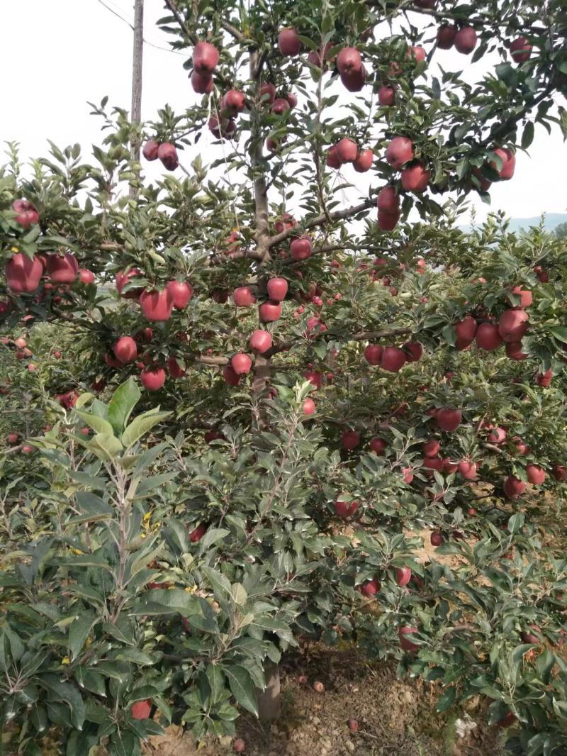 【产地新货】花牛苹果精品花牛原产地发货甘肃天水