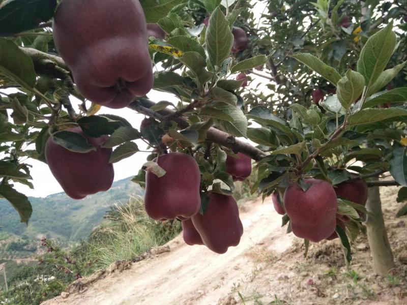 【产地新货】花牛苹果精品花牛原产地发货甘肃天水