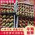 云南高原夏季草莓蒙特瑞酸甜口感:供应烘焙供应市场一件代发