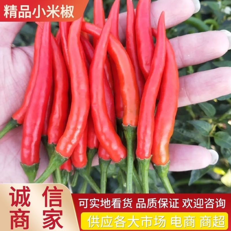 【好货】河南优质小米椒一手货源供应各大市场电商商超