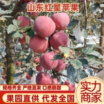 山东红星苹果现摘现发口感脆甜中秋节佳品产地直发货源充足，