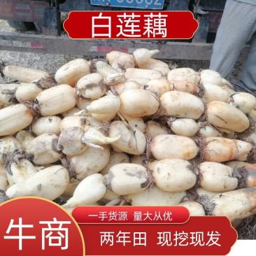 济宁白莲藕种田大户，长年供货，欢迎你们前来订货