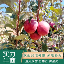 自然生长小国光苹果味美色好