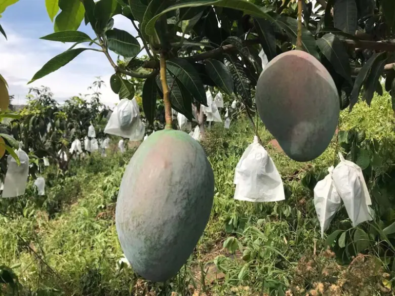 精品芒果一手货源视频看货品质保证以质论价欢迎联系